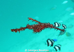 black ghostpipe by Georges Boudron 